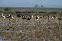 cigognes_ibis_heron_aigrette_01-4