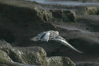 becasseau_sanderling_05-2