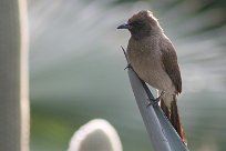 bulbul_des_jardins_02-2