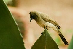 bulbul_des_jardins_03 null