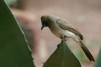 bulbul_des_jardins_03-2