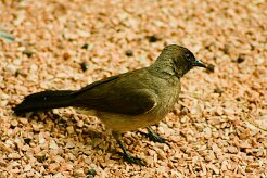 bulbul_des_jardins_06 null