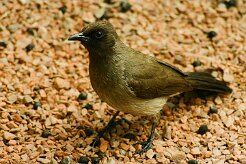 bulbul_des_jardins_08 null