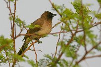 bulbul_des_jardins_13-2