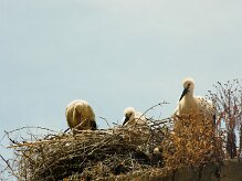 cigogne_blanche_28 null