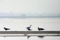 Aigrette et sternes Aigrette et sternes