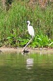 aigrette_garzette_07 null