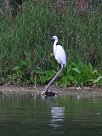 Aigrette garzette Aigrette garzette