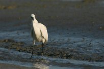 Aigrette garzette Aigrette garzette