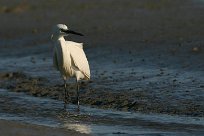 Aigrette garzette Aigrette garzette