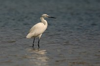 Aigrette garzette Aigrette garzette