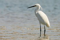 Aigrette garzette Aigrette garzette