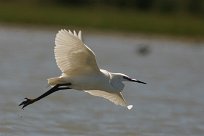 Aigrette garzette Aigrette garzette