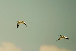 avocette_elegante_02 null