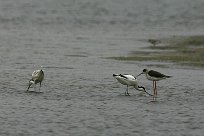 Avocette élégante et échasse blanche Avocette élégante et échasse blanche