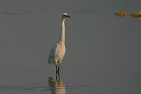 Aigrette garzette Aigrette garzette