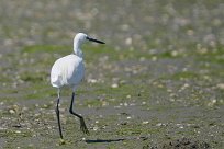 Aigrette garzette Aigrette garzette