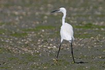 Aigrette garzette Aigrette garzette