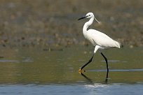 Aigrette garzette Aigrette garzette