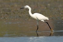 Aigrette garzette Aigrette garzette