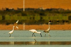 aigrette_spatule_heron_02-2 null