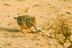 cochevis_huppe_02 null