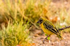 (Southern Masked Weaver (Tisserin à tête rousse) Twyfelfontein