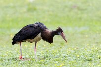 Abdim's Stork (Cigogne d'Abdim) Etosha