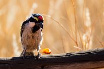 Acacia Pied Barbet (Barbican pie) Kalahari