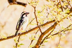 Acacia pied barbet (Barbican pie)-737A0493 null