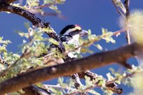 Acacia pied barbet (Barbican pie) Waterberg - Namibie