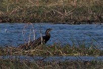 African Darter (Anhinga d'Afrique) African Darter (Anhinga d'Afrique)