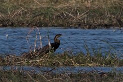 African Darter (Anhinga d'Afrique) African Darter (Anhinga d'Afrique)