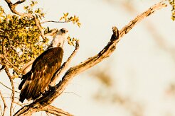 African Fish Eagle (Pygargue vocifère)_x737A3547 null