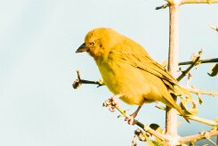 African Golden Weaver (Tisserin safran)_x737A4074 null