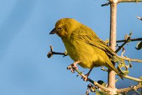 African Golden Weaver (Tisserin safran) African Golden Weaver (Tisserin safran)