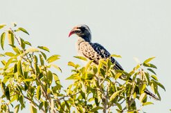 African grey hornbill (Calao à bec noir)-737A0659 null