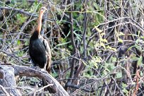 African Darter (Anhinga d'Afrique) African Darter (Anhinga d'Afrique)