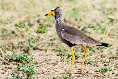 African Wattled Lapwing (Vanneau du Sénégal)_x737A5769 null