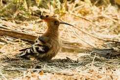 African hoopoe (Huppe africaine)_x737A5747 null