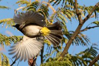 Dark-capped Bulbul (Bulbul tricolore) Dark-capped Bulbul (Bulbul tricolore)