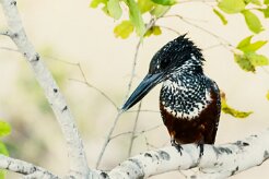 Giant Kingfisher (Martin-pêcheur géant)_x737A5580 null