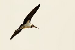 Marabou Stork (Marabout d'Afrique)_x737A5734 null