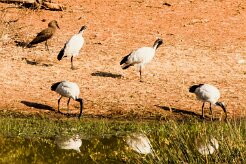 Sacred Ibiis (Ibis sacré)_x737A5847 null