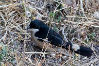 Swamp Boubou (Gonolek à ventre blanc) Swamp Boubou (Gonolek à ventre blanc)