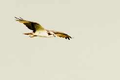 Águila pescadora (Balbuzard pêcheur)_231213_5687 null