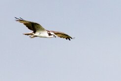 Águila pescadora (Balbuzard pêcheur) Torcoles - Costa Rica
