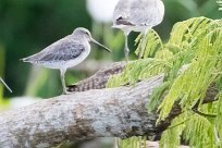 Agujeta gris (Bécassin à bec court) Torcoles - Costa Rica