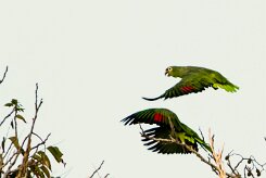 Amazona frentirroja (Amazone à lores rouges)_231204_5667 null