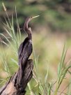 Anhinga americana (Anhinga d'Amérique) Torcoles - Costa Rica